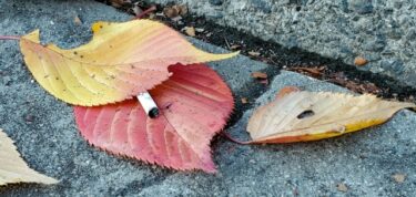 タバコと落ち葉